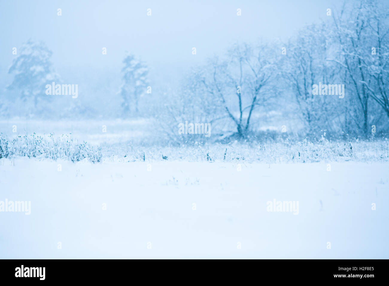 Winter verschneiten Bäumen Hintergrund Stockfoto