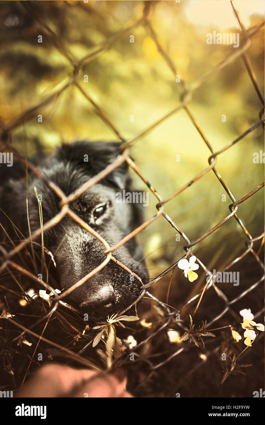 ein schöner schwarzer trauriger Hund hinter dem Zaun Stockfoto