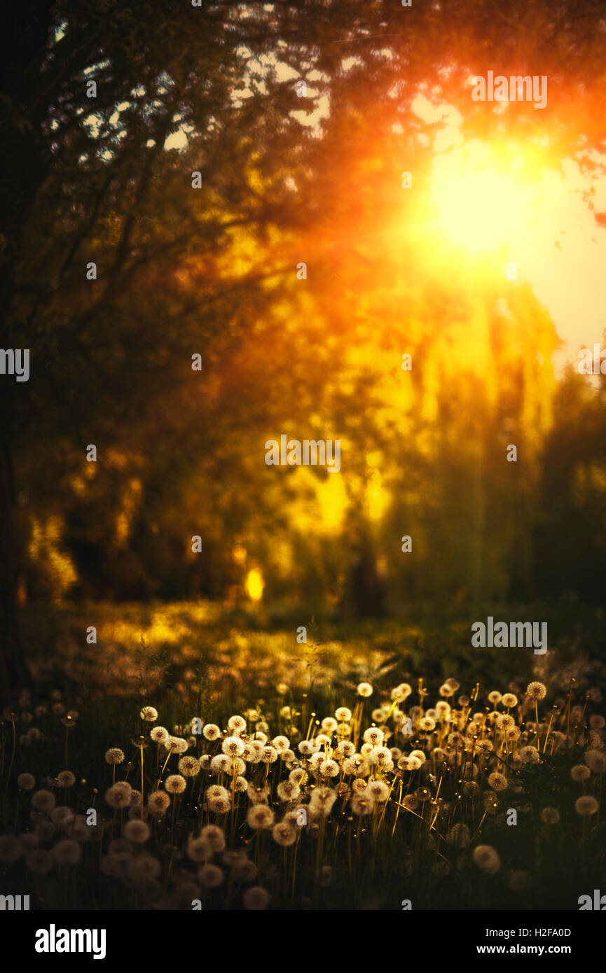 schöne warme Sonnenuntergang in Büschen mit Löwenzahn Stockfoto
