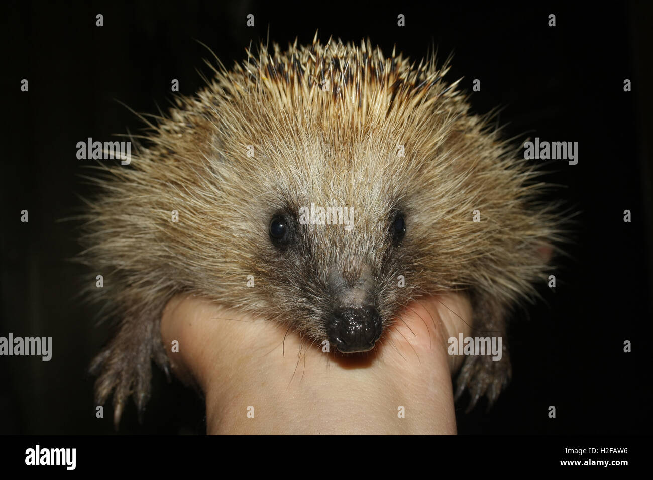 stacheligen Igel auf palm Stockfoto