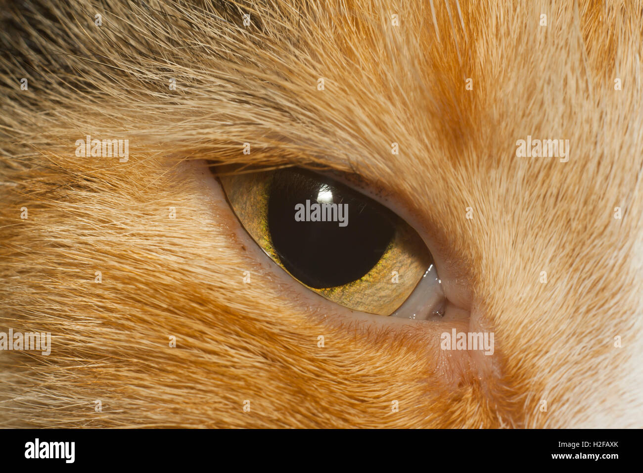 gelbes Auge der Katze closeup Stockfoto