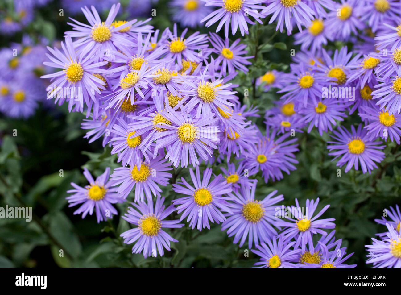 Aster Hatra "King George" Stockfoto