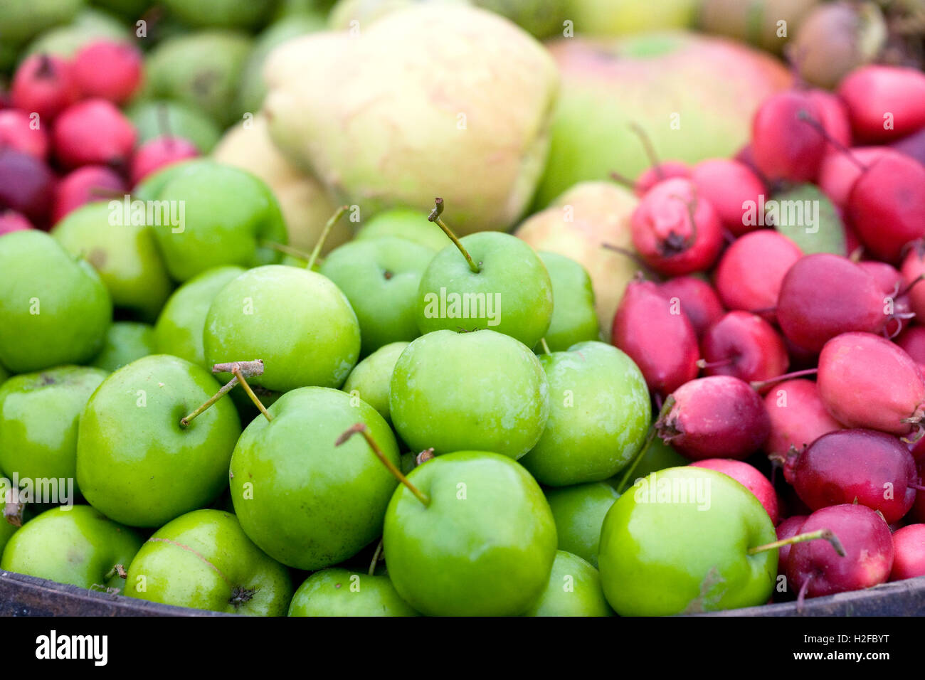 Herbstfrüchte. Stockfoto