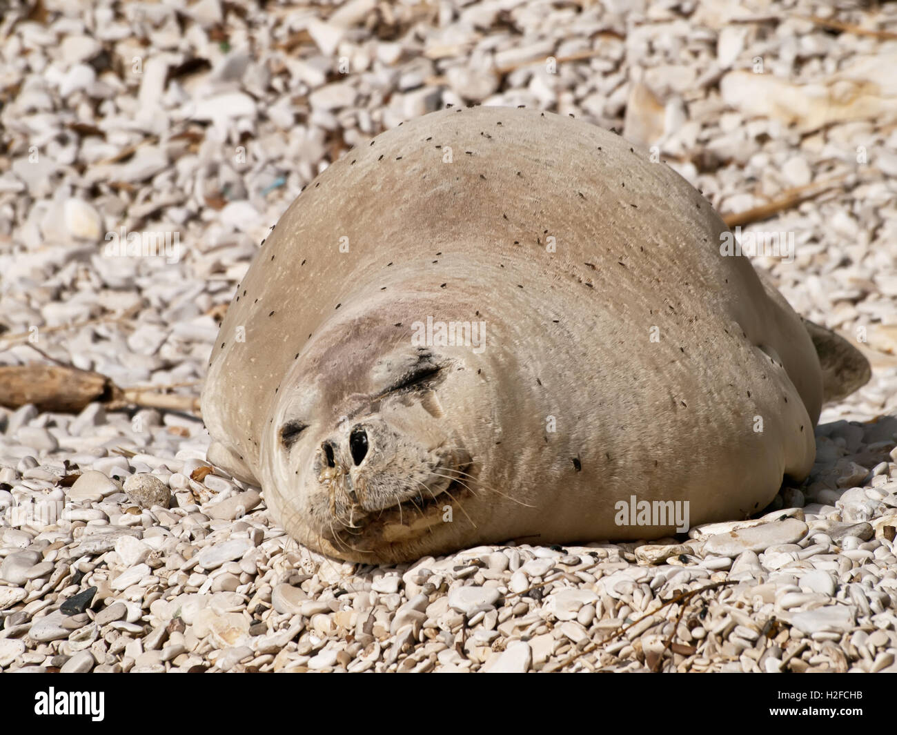Mittelmeer-Mönchsrobbe Stockfoto
