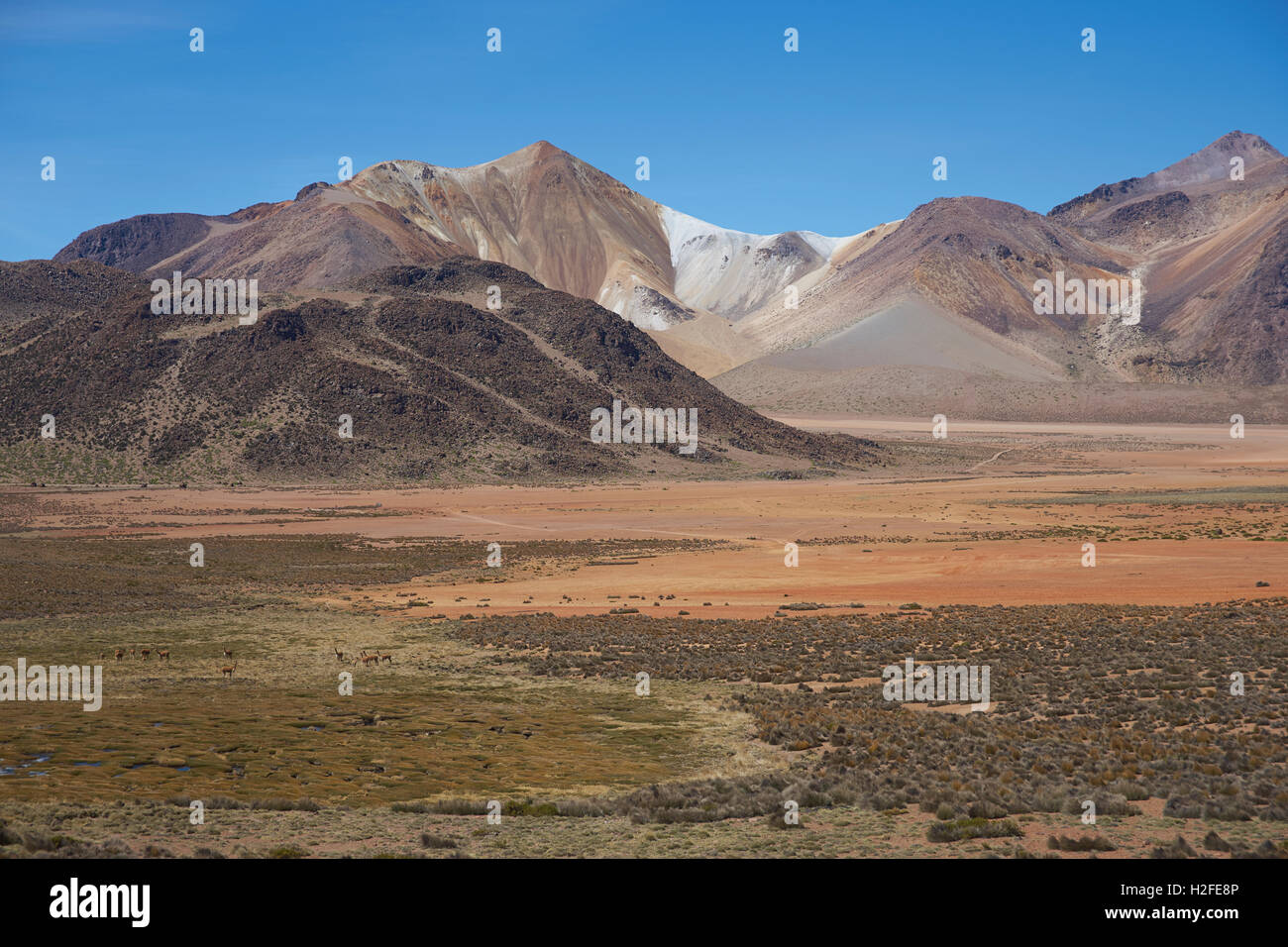 Suriplaza auf dem Altiplano Stockfoto