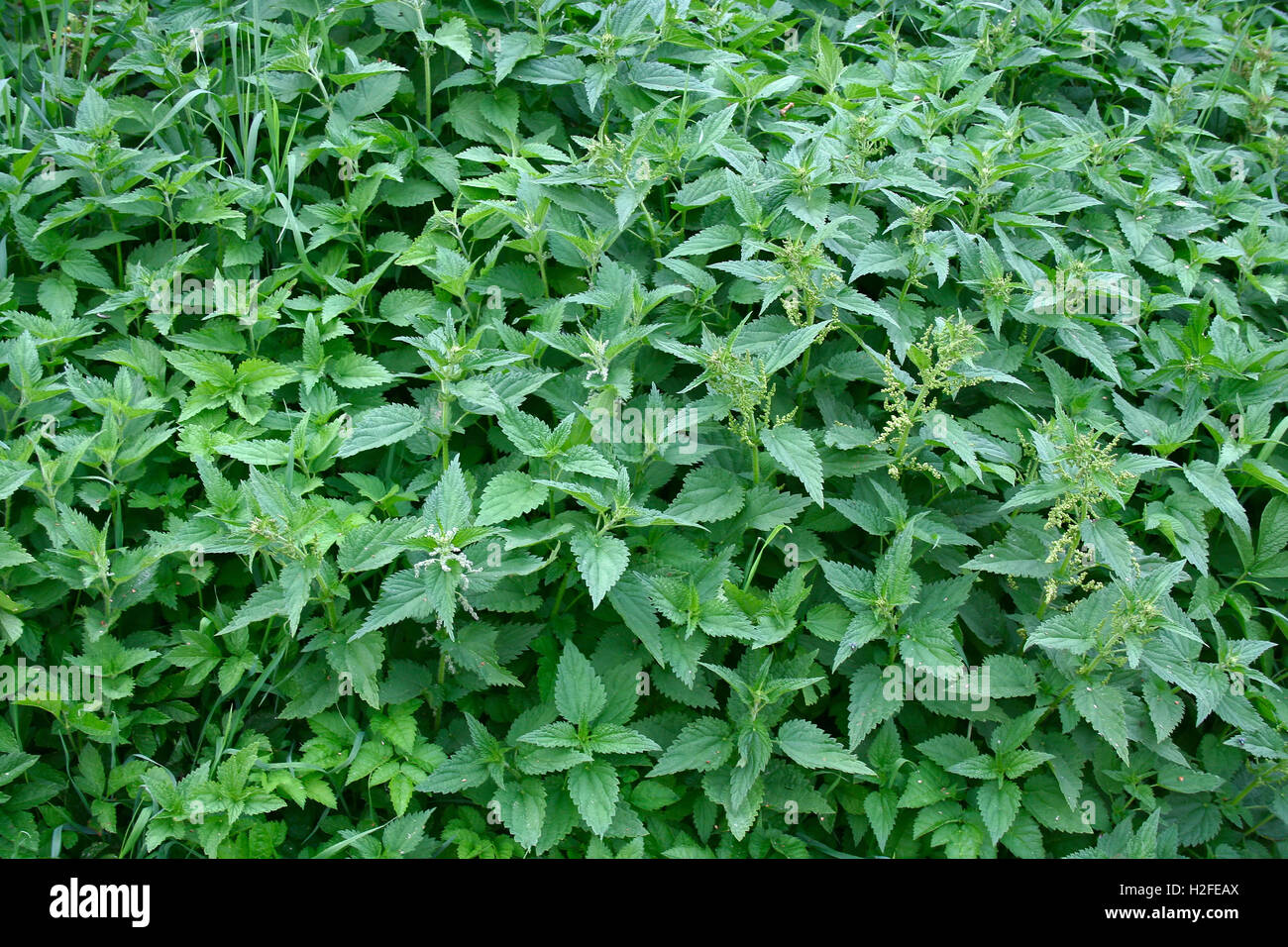 Brennessel Busch Closeup am Seliger See (Russland) Stockfoto