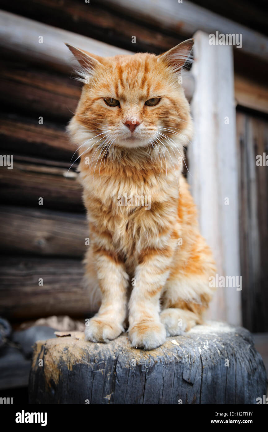 Rote schwere Katze Stockfoto