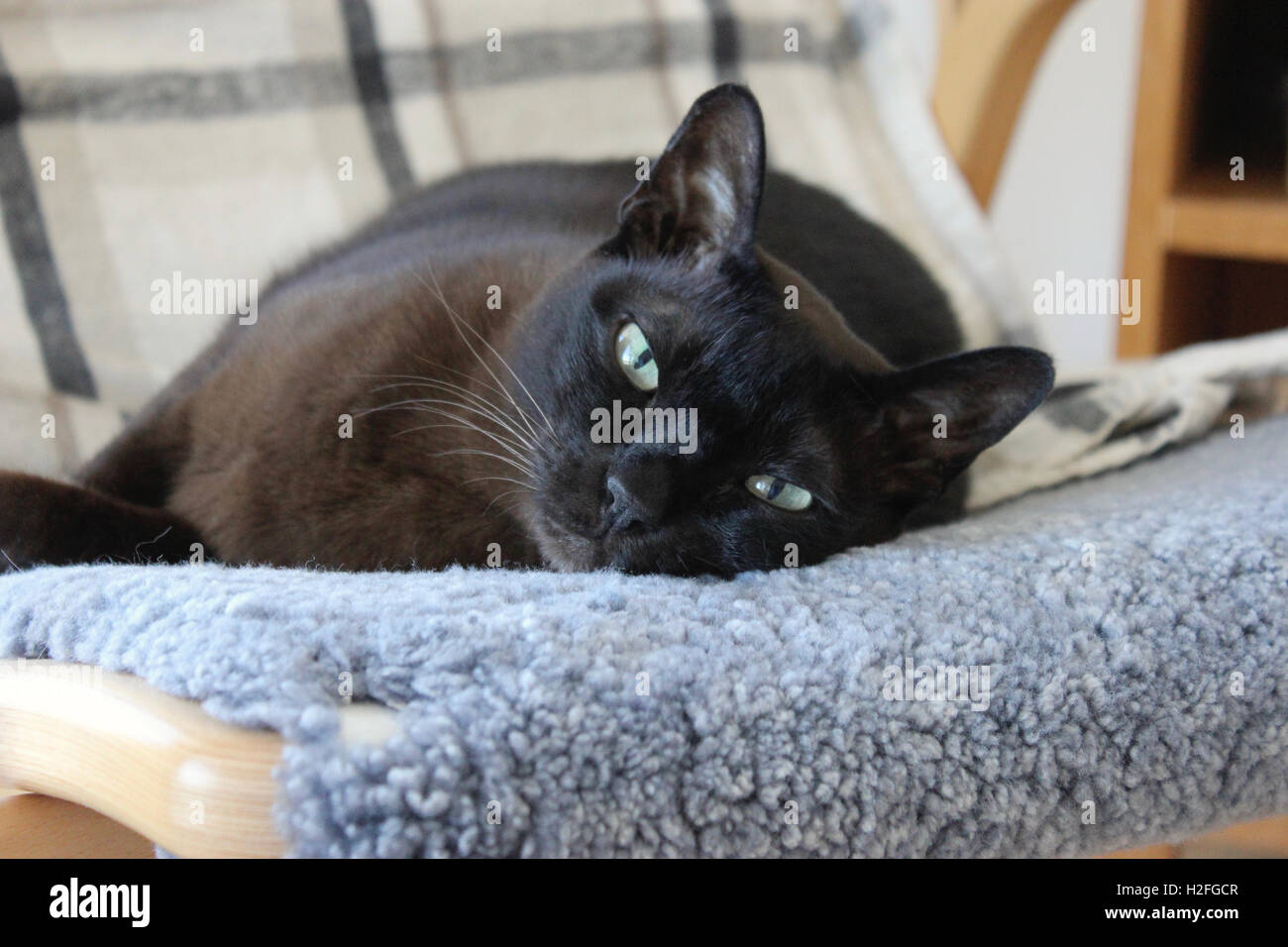 Birmanische Katze Stockfoto