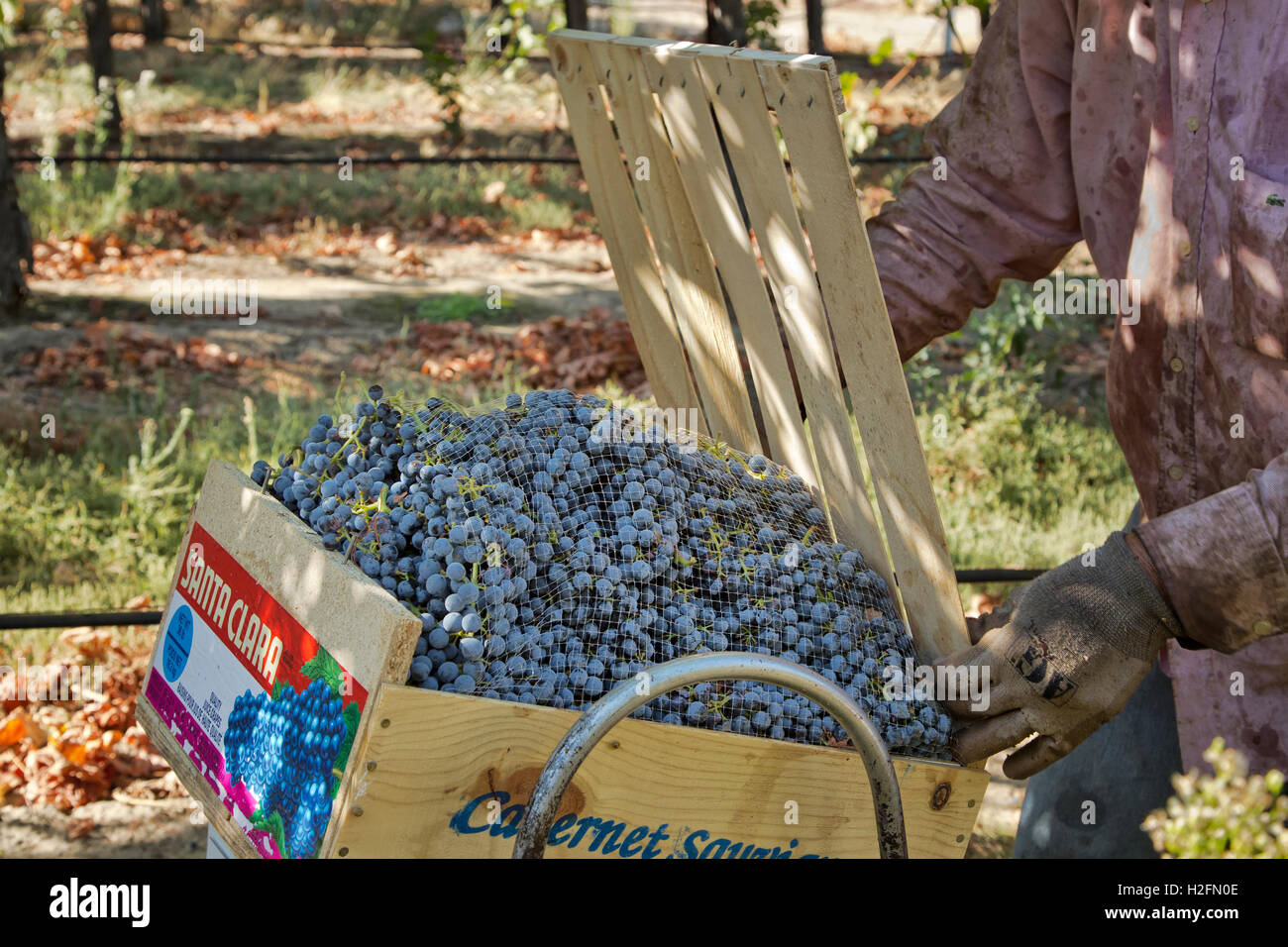 Cabernet Sauvignon Trauben "Vitis Vinifera", Arbeiter schließen Feld ernten. Stockfoto