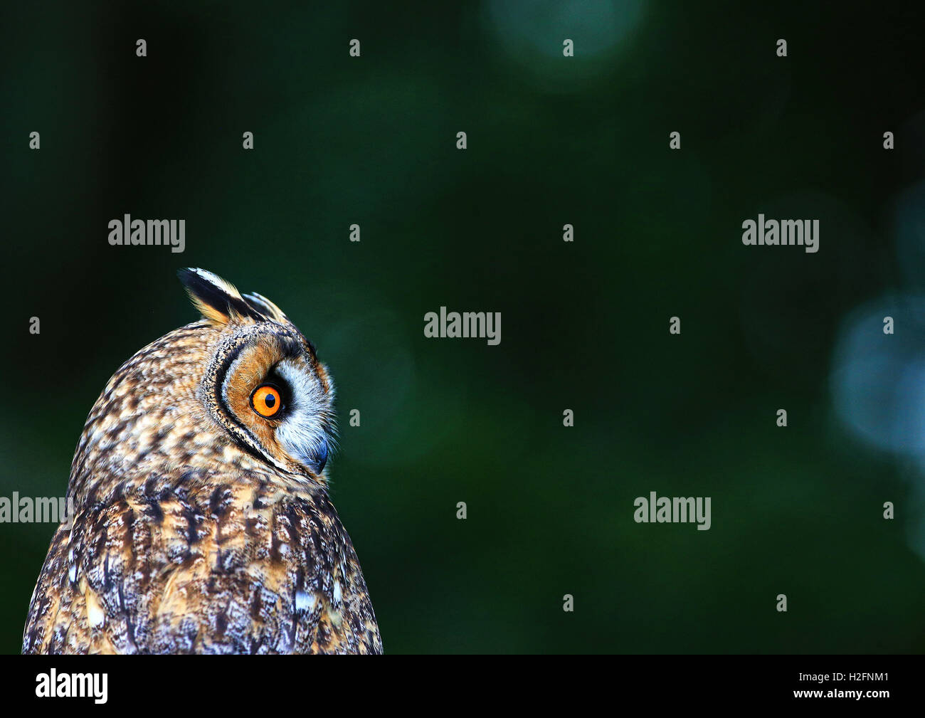 Bild einer lange eared Eule im britischen Wildlife Centre genommen. Die Eule war heraus und aktiv tagsüber ein Erlebnis. Stockfoto