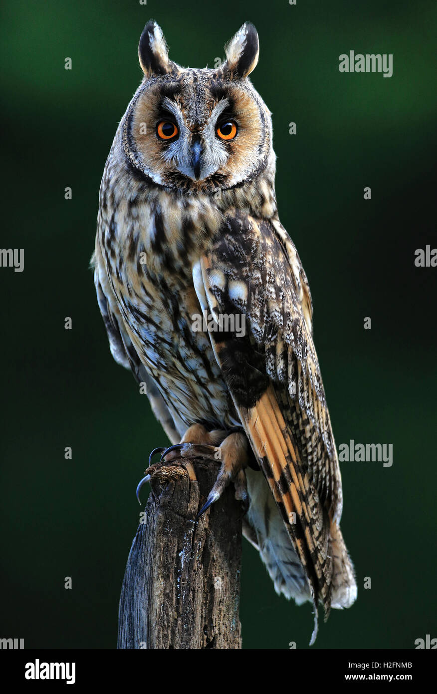 Bild einer lange Eared Eule im britischen Wildlife Centre genommen. Die Eule war heraus und aktiv tagsüber ein Erlebnis. Stockfoto
