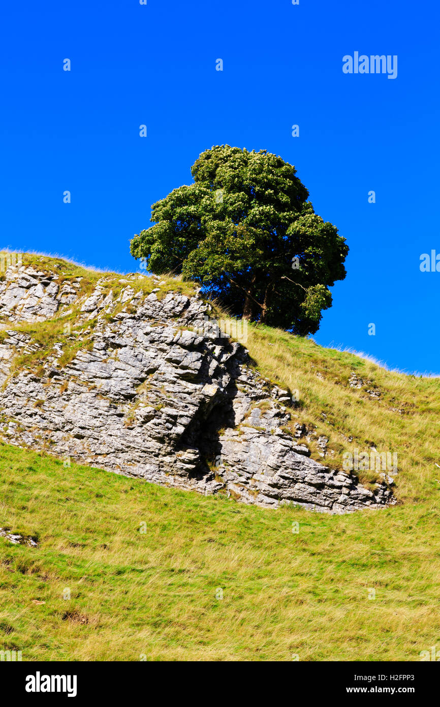 Einsamer Baum, Winnats Pass, High Peak, Peak District National Paek, Derbyshire, England, UK Stockfoto