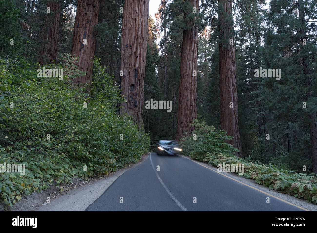 Straße im Sequoia National Park in Kalifornien, USA. Teilansicht des gigantischen Sequoia Bäumen. Stockfoto