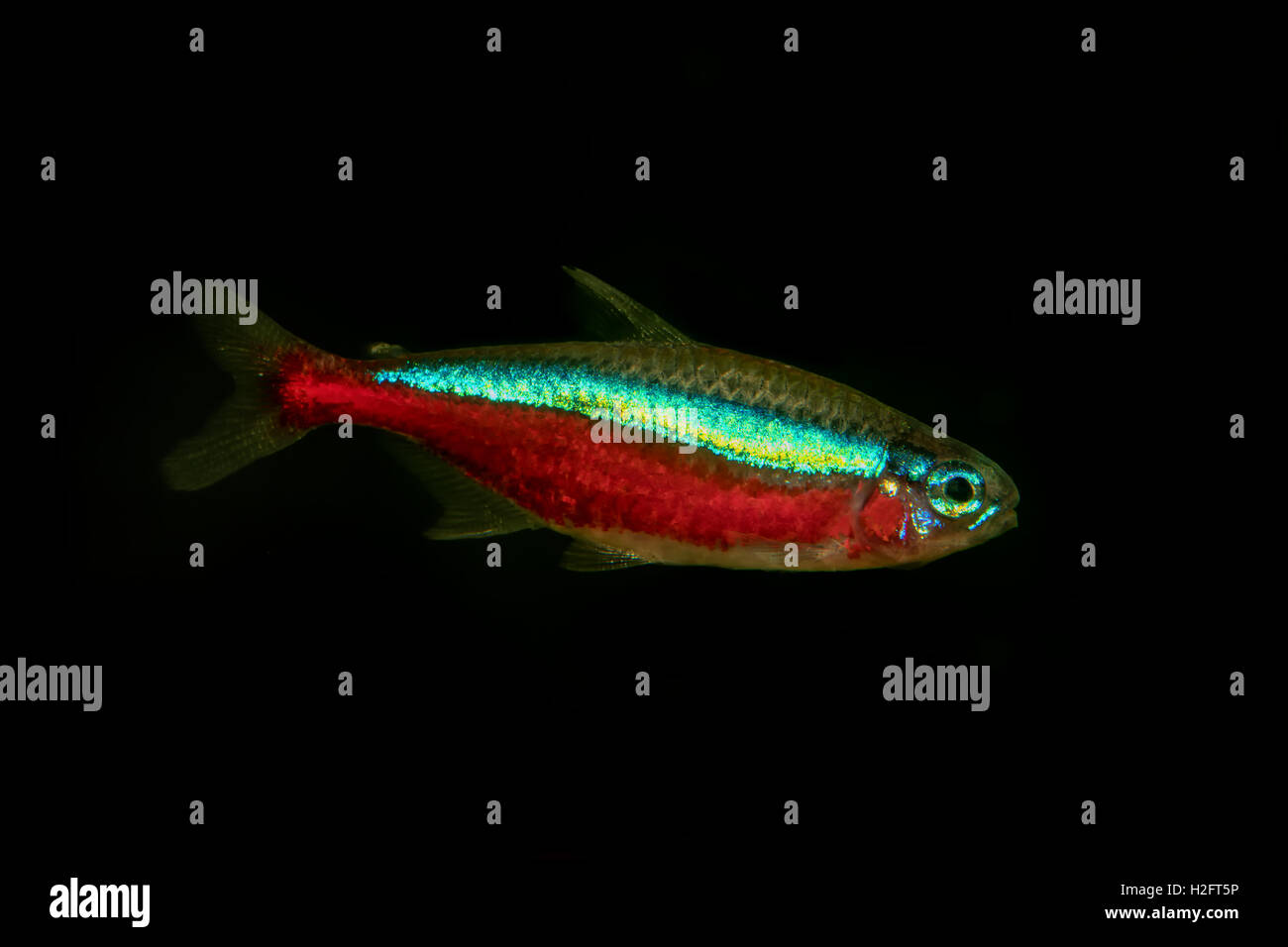 Porträt von Süßwasser Neon Tetra Fisch (Paracheirodon Axelrodi) im aquarium Stockfoto