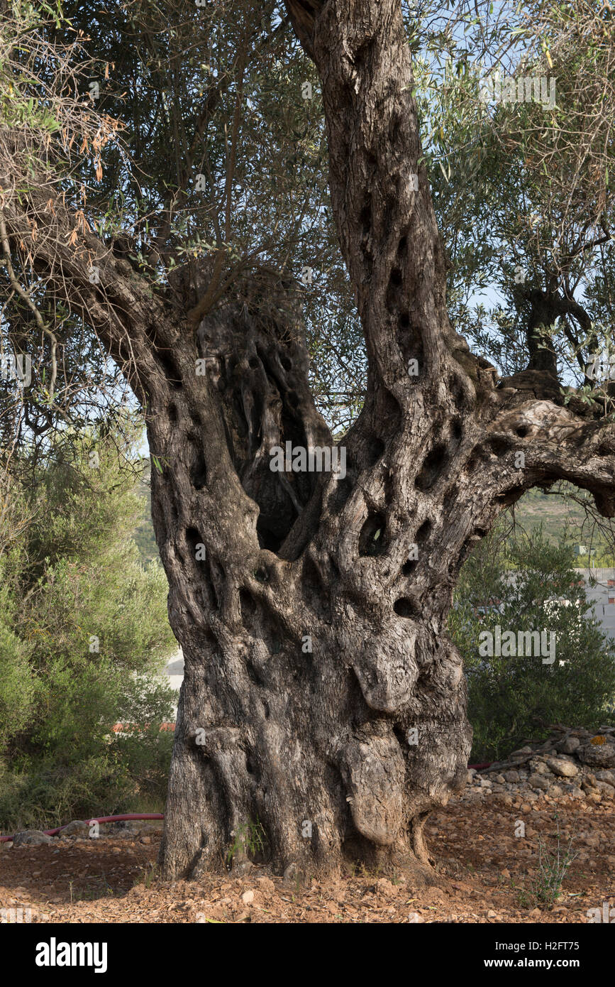Alter Olivenbaum mit strukturierten Stamm (Olea Europaea), Llibier, Provinz Alicante, Spanien Stockfoto