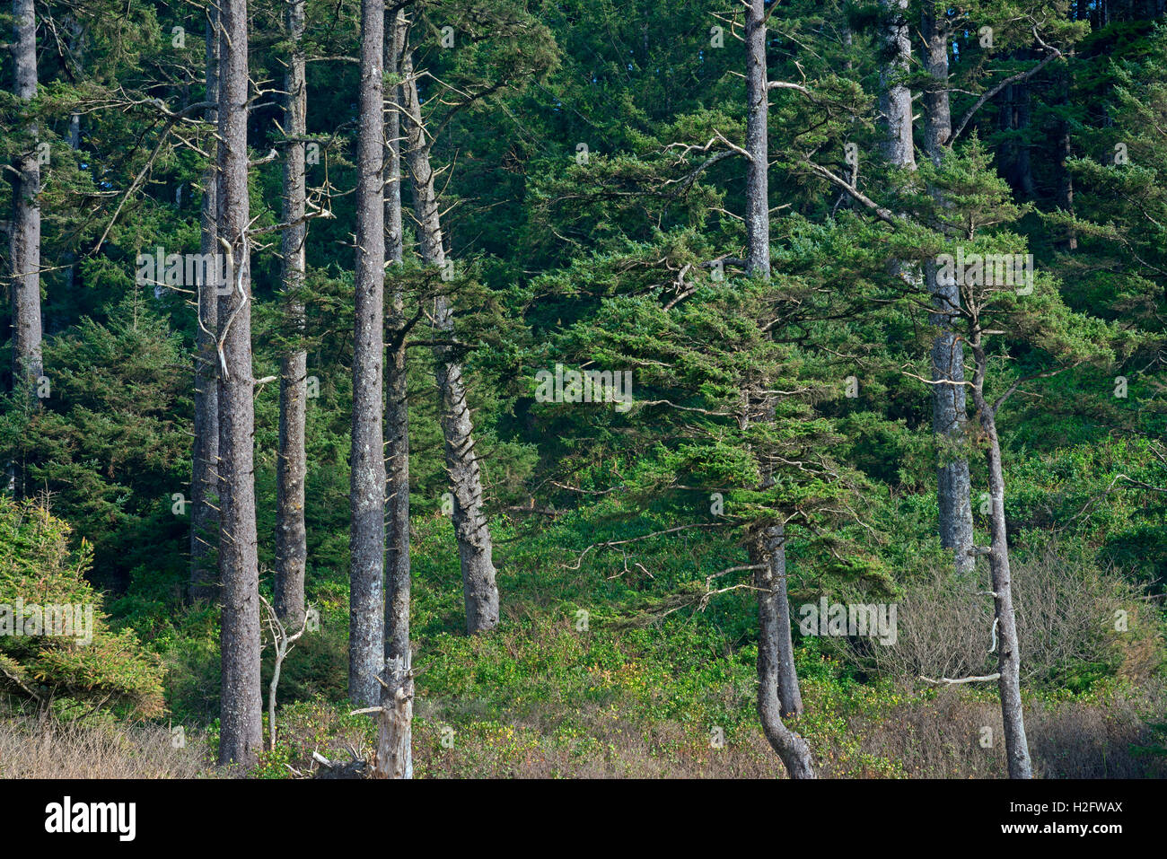 USA, Oregon, Oswald West State Park, stehen der Sitka Fichte (Picea Sitchensis) wächst über Short Sand Beach. Stockfoto