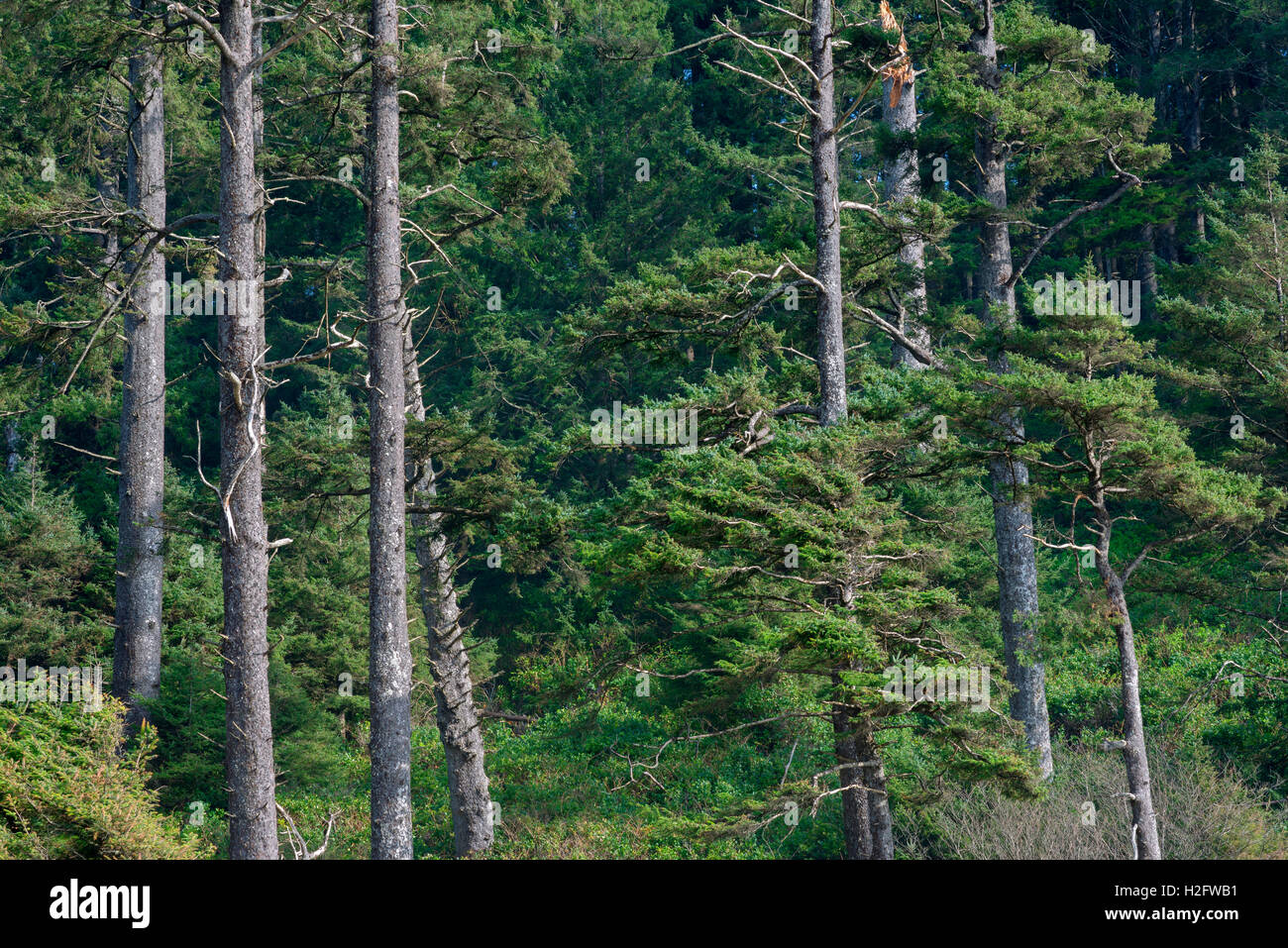 USA, Oregon, Oswald West State Park, stehen der Sitka Fichte (Picea Sitchensis) wächst über Short Sand Beach. Stockfoto