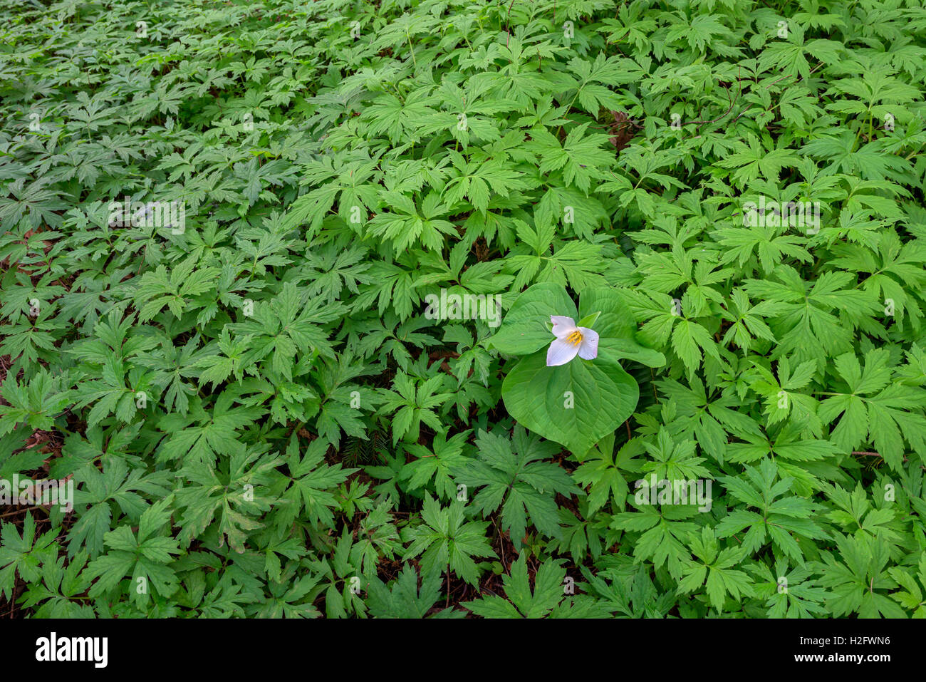 USA, Oregon, Tryon Creek State Natural Area, Western Trillium (Trillium Ovatum) in voller Blüte auf Waldboden, umgeben von waterleaf Stockfoto