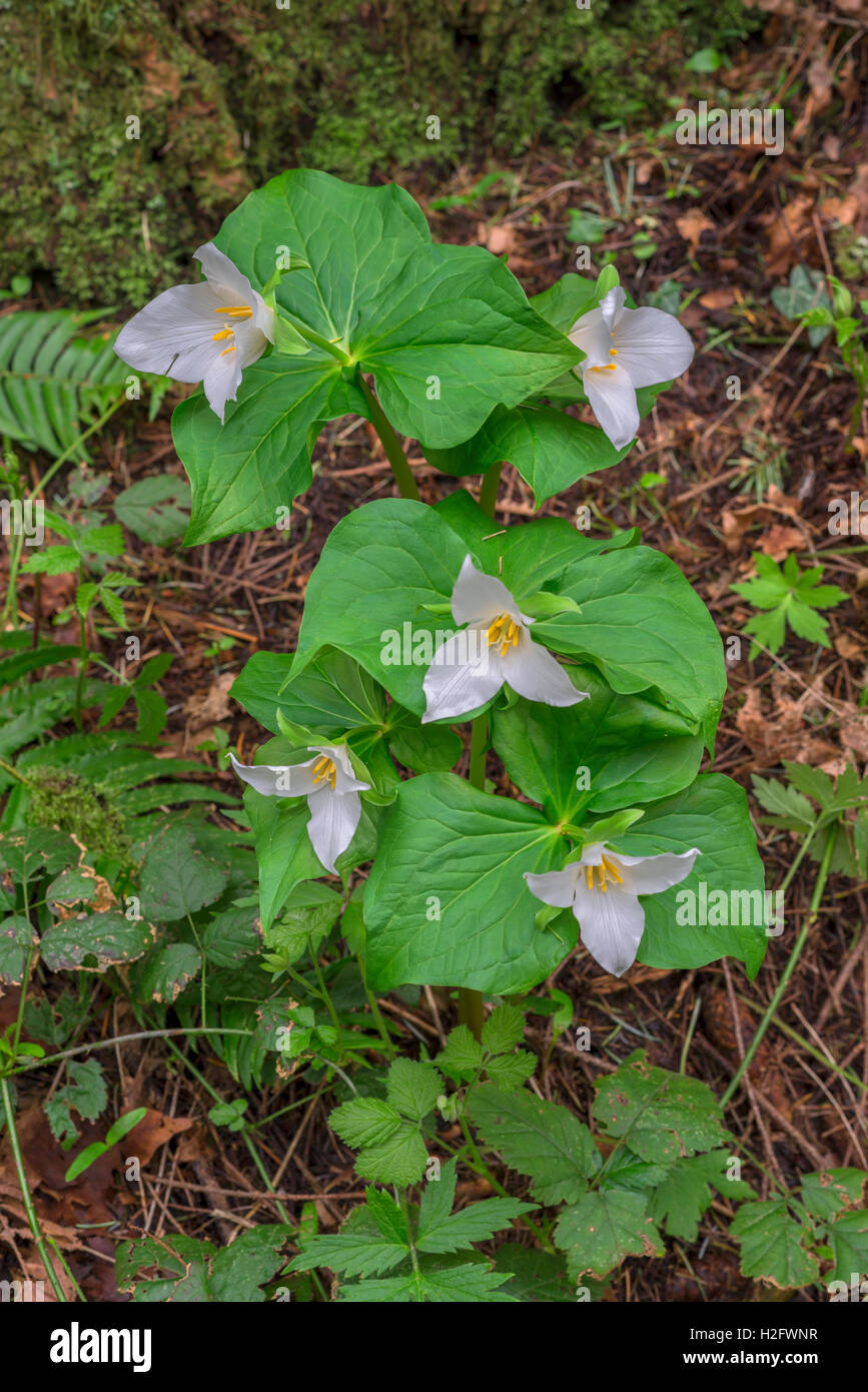 USA, Oregon, Tryon Creek State Natural Area, Western Trillium (Trillium Ovatum) in voller Blüte auf Waldboden. Stockfoto