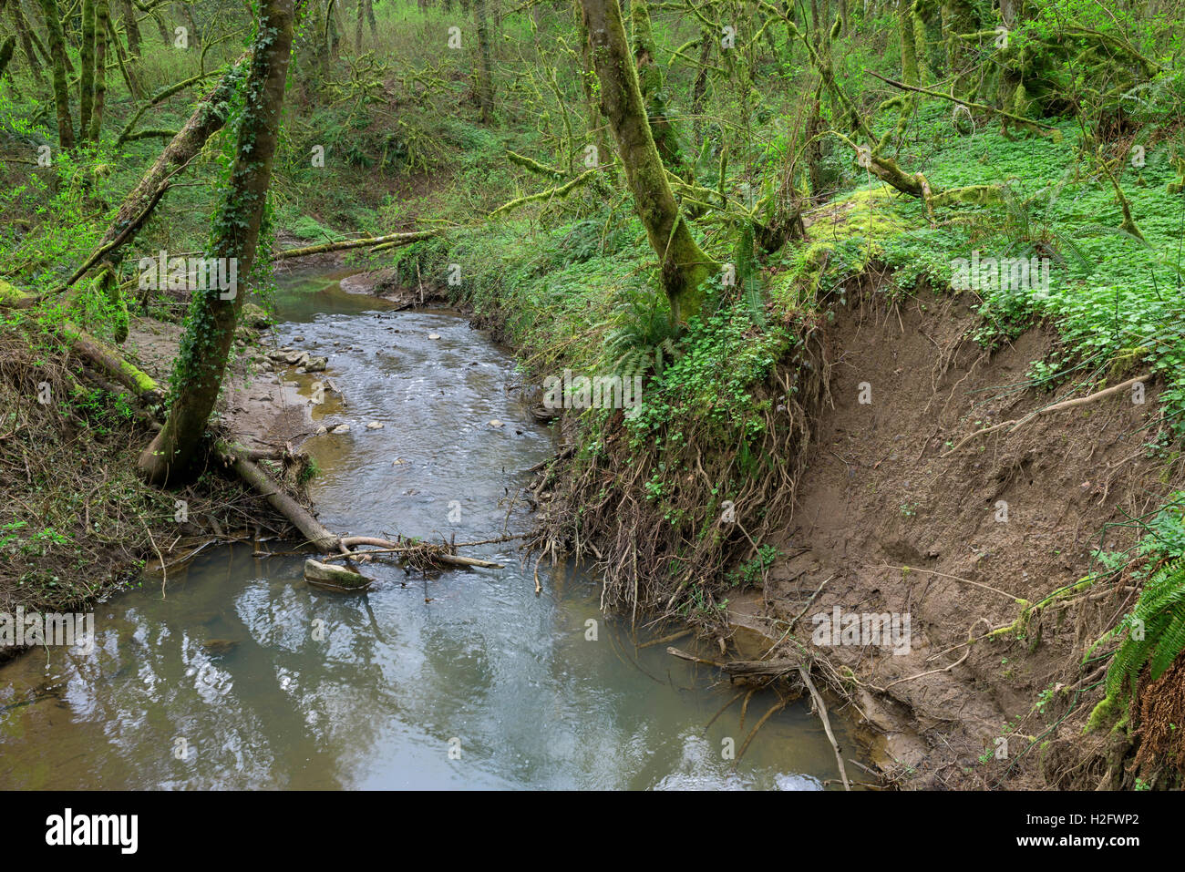 USA, Oregon, Tryon Creek State Natural Area, Tryon Creek und erodierten Stream Bank im zeitigen Frühjahr. Stockfoto