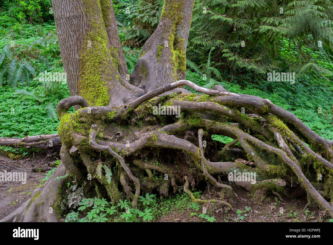 Rapunzel-Neu verföhnt, Tryon Creek State Natural Area, Oregon, USA ausgesetzt Wurzeln und Basis der unten Ahornbäume. Stockfoto