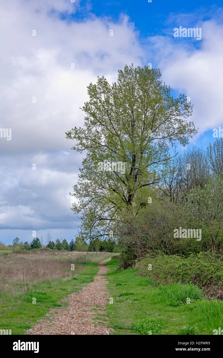 USA, Oregon, Willamette Mission Staatspark, schwarze Pappel Baum überragt entlang der Grenze zwischen Feuchtgebiet und Freiland. Stockfoto