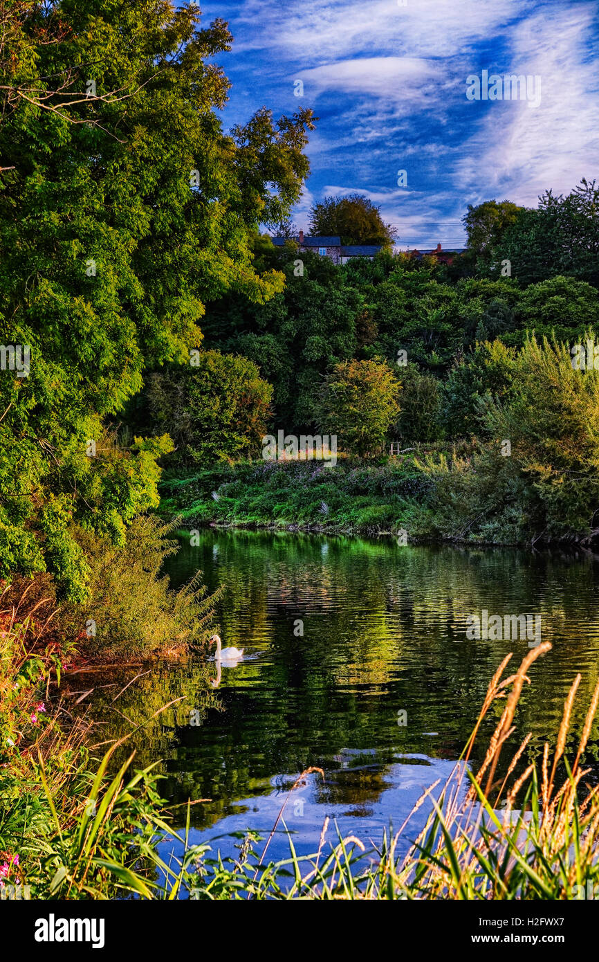 Ein Schwan ruht auf den Fluss Wye seelenruhig fließt in den späten Abend am Breinton in der Nähe von Hereford. Stockfoto