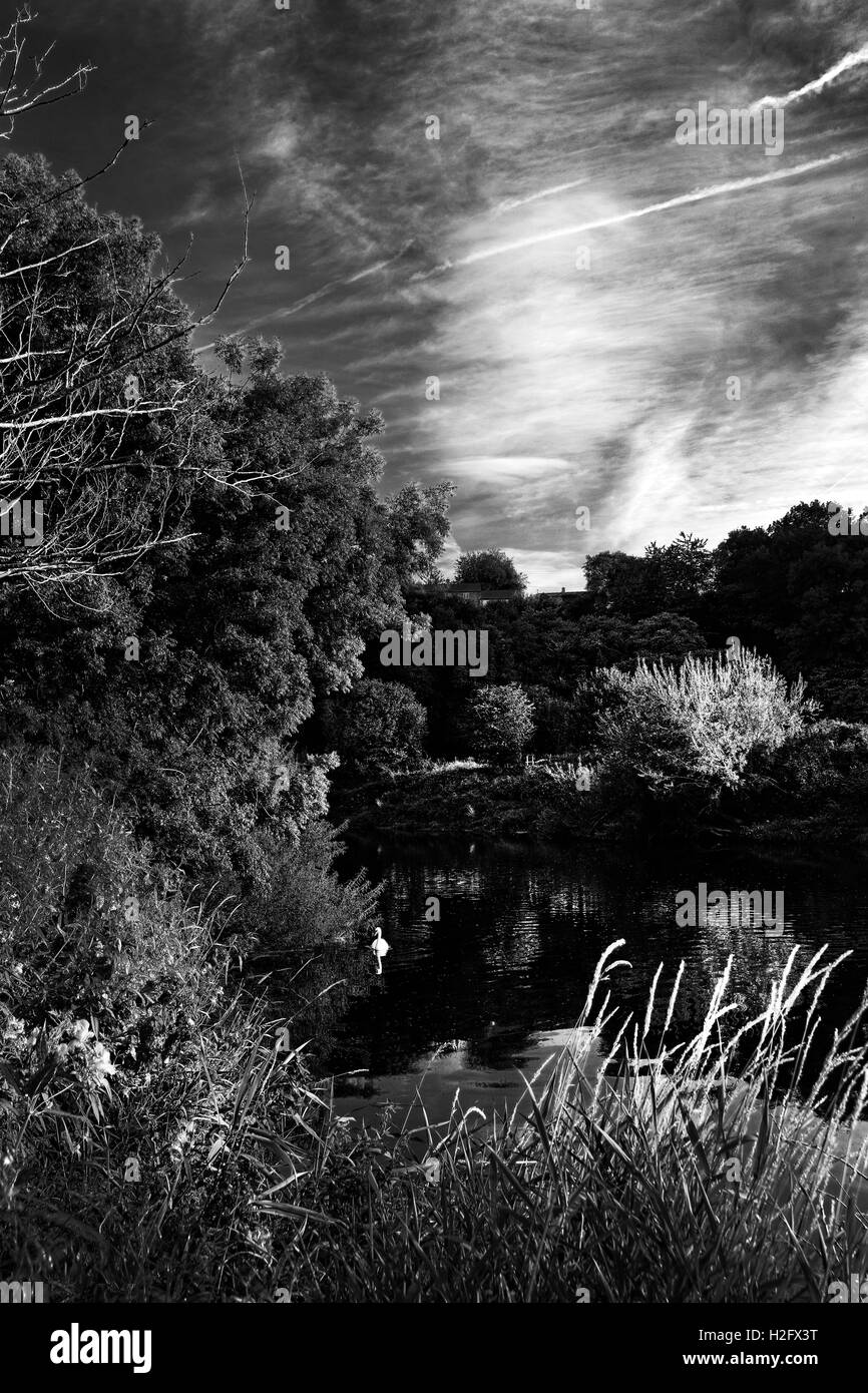 Ein Schwan ruht auf den Fluss Wye seelenruhig fließt in den späten Abend am Breinton in der Nähe von Hereford. Stockfoto