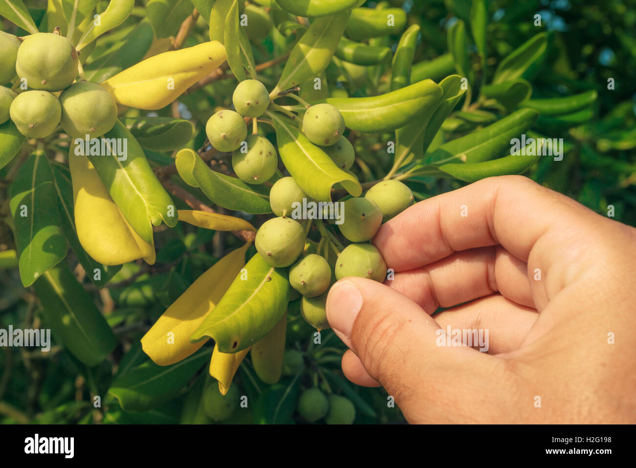 Landwirt Kommissionierung Olive wie Obst vom Strauch Ölweiden, gemeinsame lebende Einzäunung Pflanze auf Adria region Stockfoto
