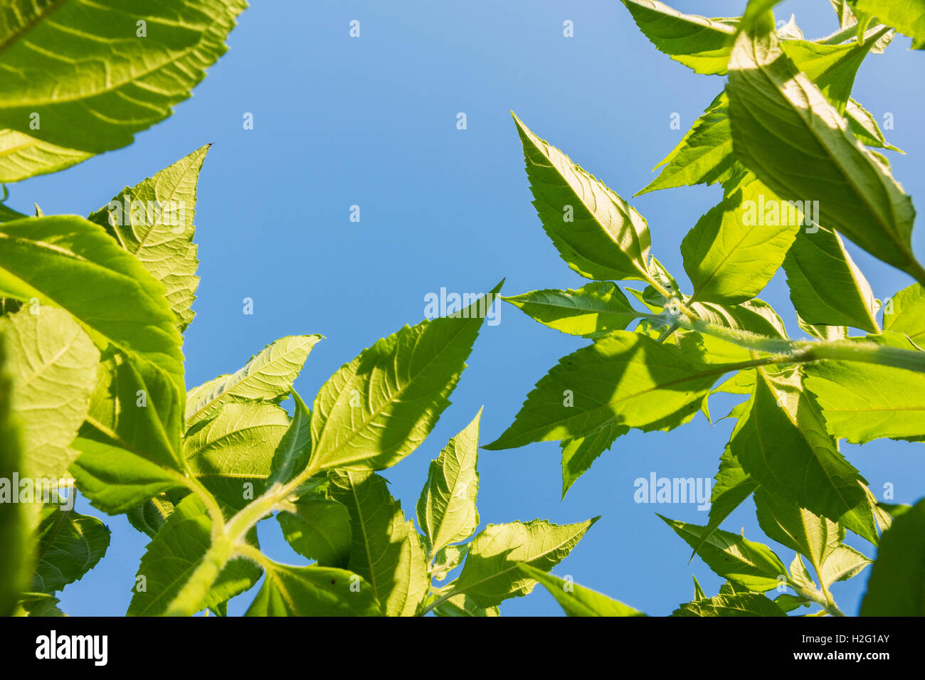 Frische grüne Blätter am Baum und blauer Himmel. Sommer-Natur-Szene zeigen Wachstum. Stockfoto