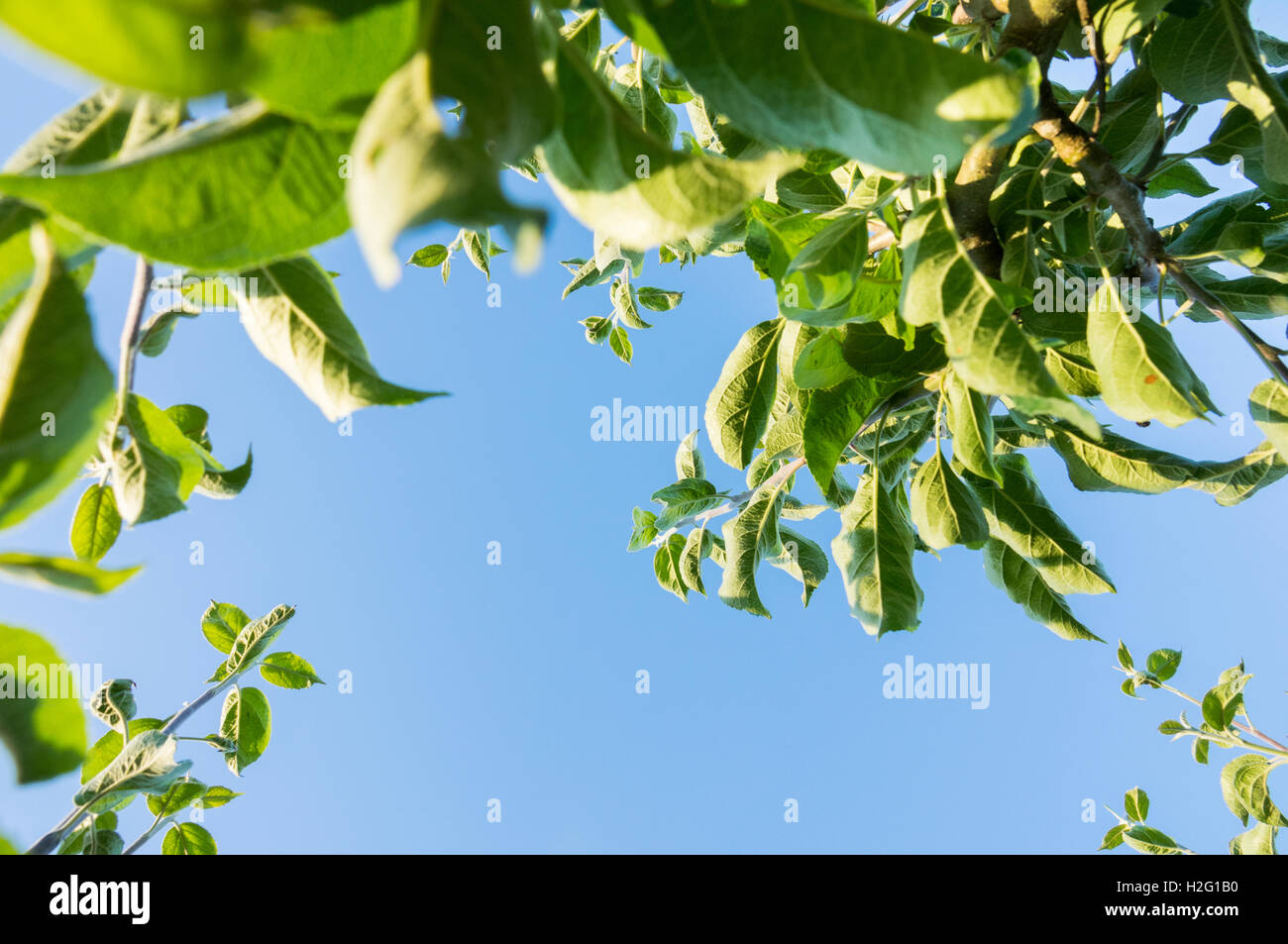 Frische grüne Blätter am Baum und blauer Himmel. Sommer-Natur-Szene zeigen Wachstum. Stockfoto