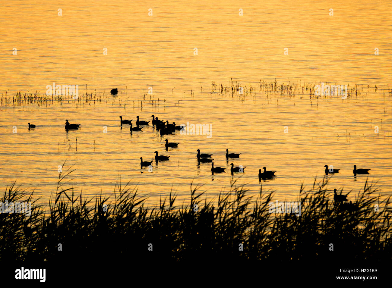 See bei Sonnenuntergang mit Vögel in der Silhouette, Schweden. Schöne Natur-Szene mit Wildtieren. Wasser mit Textfreiraum. Stockfoto