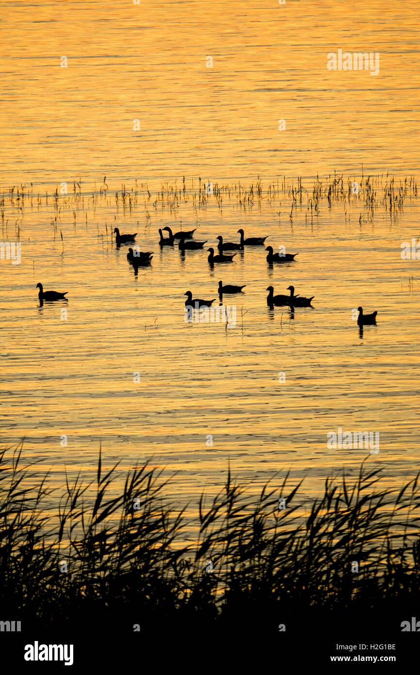 See bei Sonnenuntergang mit Vögel in der Silhouette, Schweden. Schöne Natur-Szene mit Wildtieren. Wasser mit Textfreiraum. Stockfoto