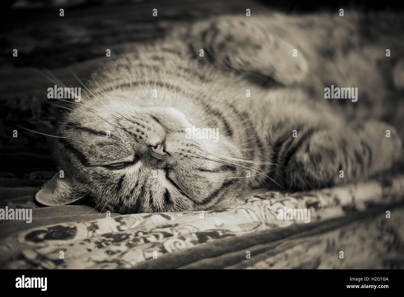 Nahaufnahme von müde Tabbykatze hinlegen und ausruhen zu Hause. Schlafenden Haustier ein Nickerchen. Stockfoto