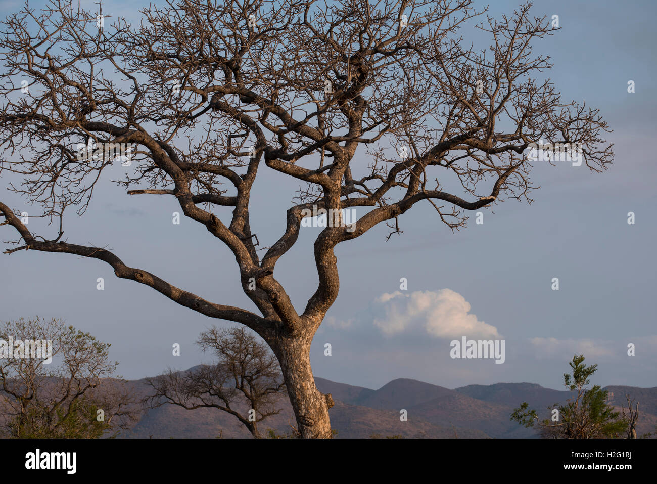 Marula Tree Stockfotos und bilder Kaufen Alamy