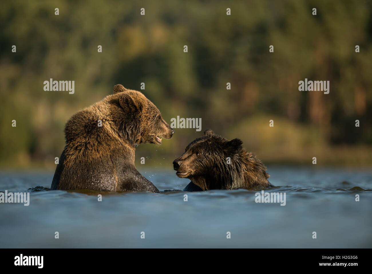 Eurasische Braunbären / Europaeische Braunbaeren (Ursus Arctos) in einem Körper des Wassers, zusammen zu spielen, jagen einander. Stockfoto