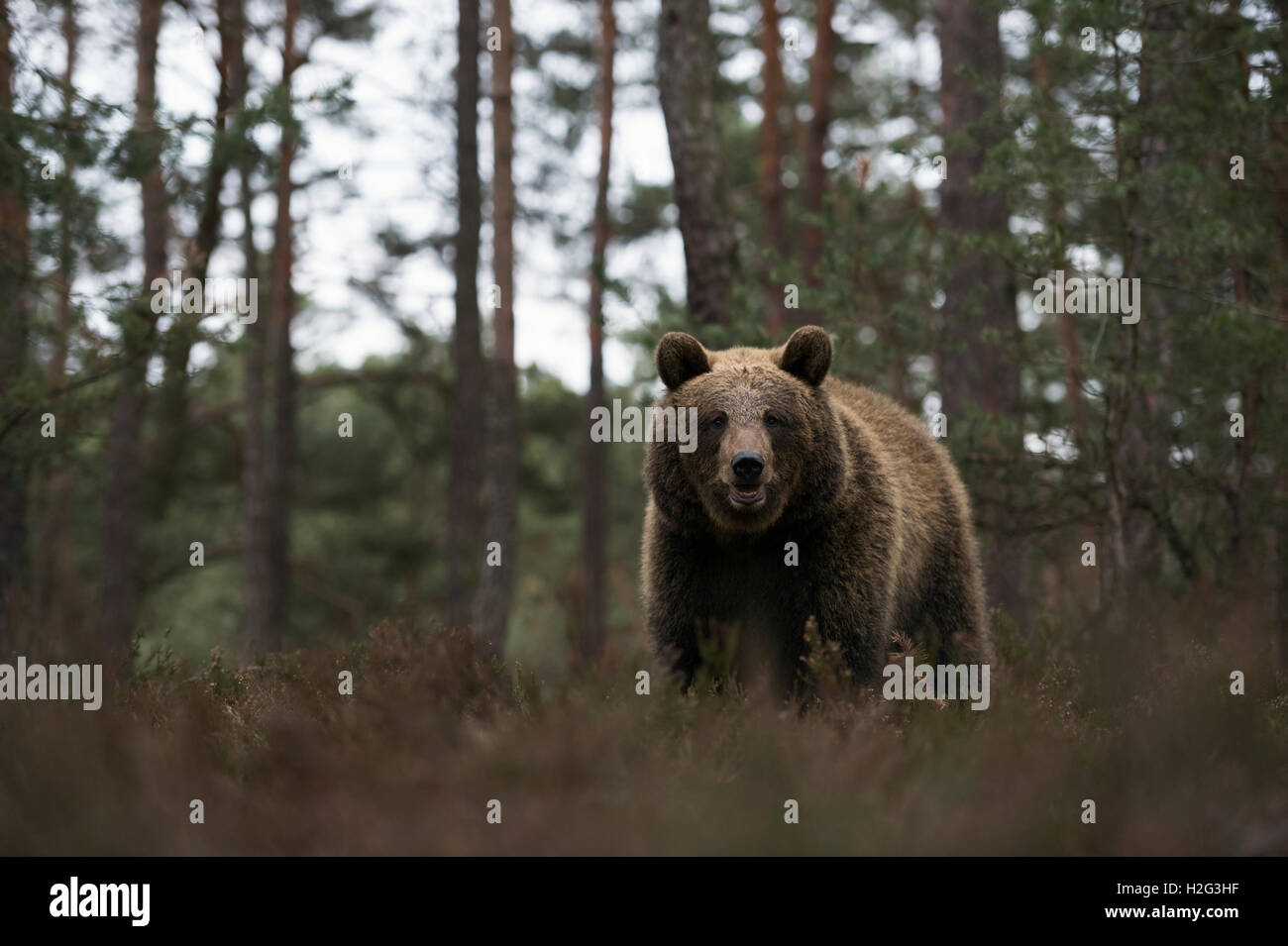 Eurasische Braunbär / Braunbaer (Ursus Arctos) am Rande eines Pinienwaldes, auf trockenen Heiden, frontalen niedrigen Sicht stehen. Stockfoto