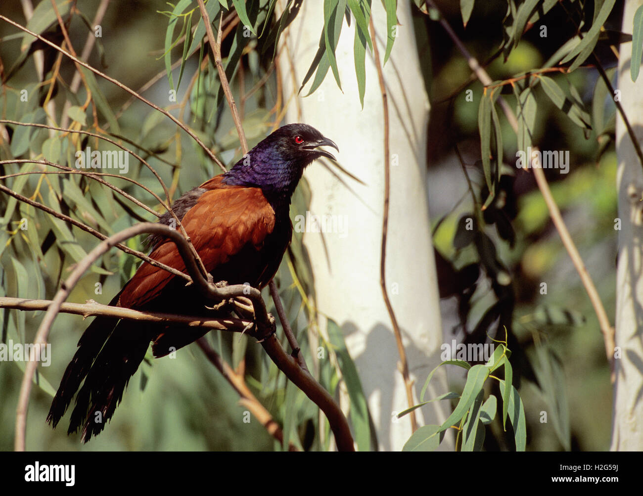 Mehr erholsam, (Centropus Sinenesis), thront auf einem Baum, Schnabel offen abkühlen, Bharatpur, Rajasthan, Indien Stockfoto