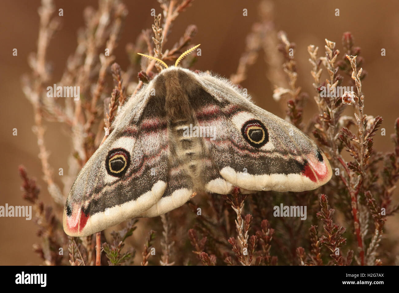 Kaiser-Motte (Saturnia Pavonia) thront auf Heather. Stockfoto