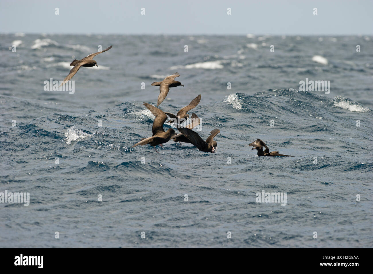 Fleisch-footed Sturmtaucher Puffinus Carneipes Fütterung im Hauraki-Golf New Zealand Stockfoto