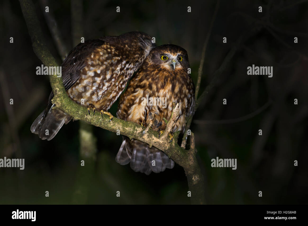 Morepork Ninox Novaeseelandiae Keri Keri Nordinsel Neuseeland Stockfoto