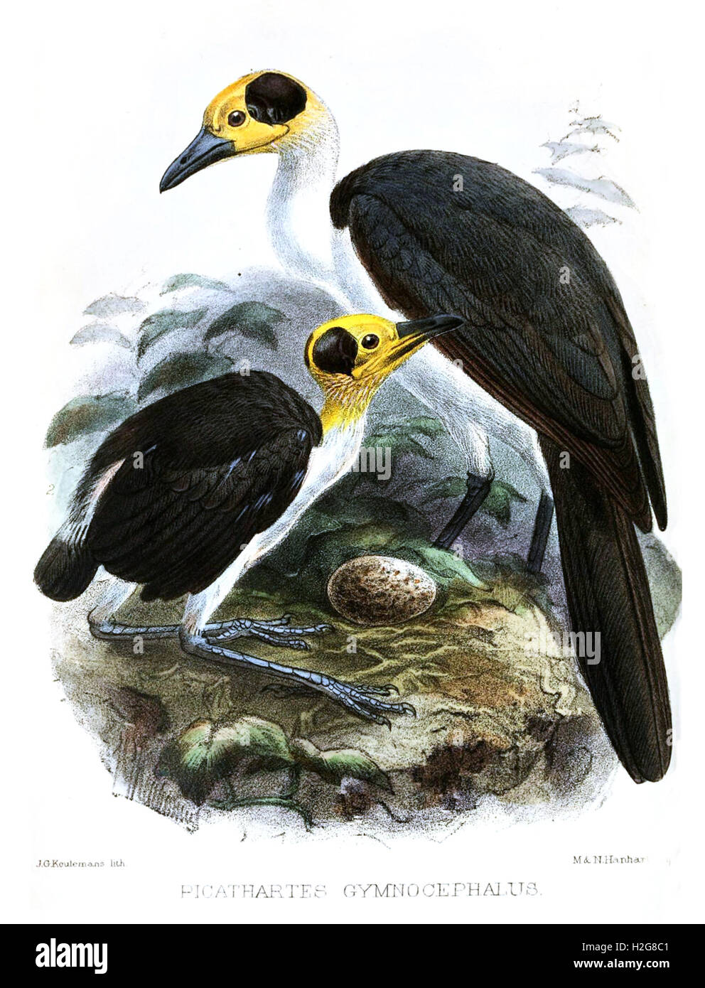 Englisch: Picathartes Gymnocephalus 1871-1874 Quelle Ibis 1874 Datumplatte zugewandten Seite 67 Autor J G Keulemans (1842-1912) [Bearbeiten] Stockfoto