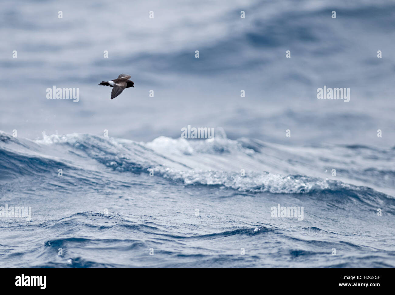 Wilsons Sturmvogel Oceanites Oceanicus südlichen Ozean vor Südgeorgien Stockfoto