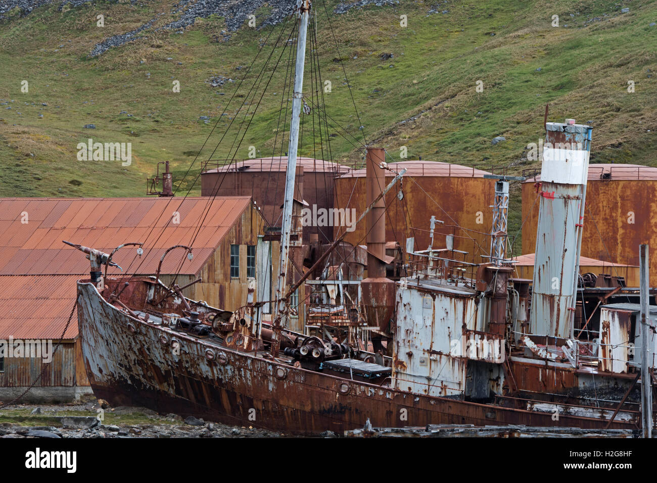 Walfänger Schiffswrack in Grytviken, Südgeorgien. Sturmvogel erbaut im Jahre 1928 in Oslo und Walfang im Jahr 1956 gestoppt Stockfoto