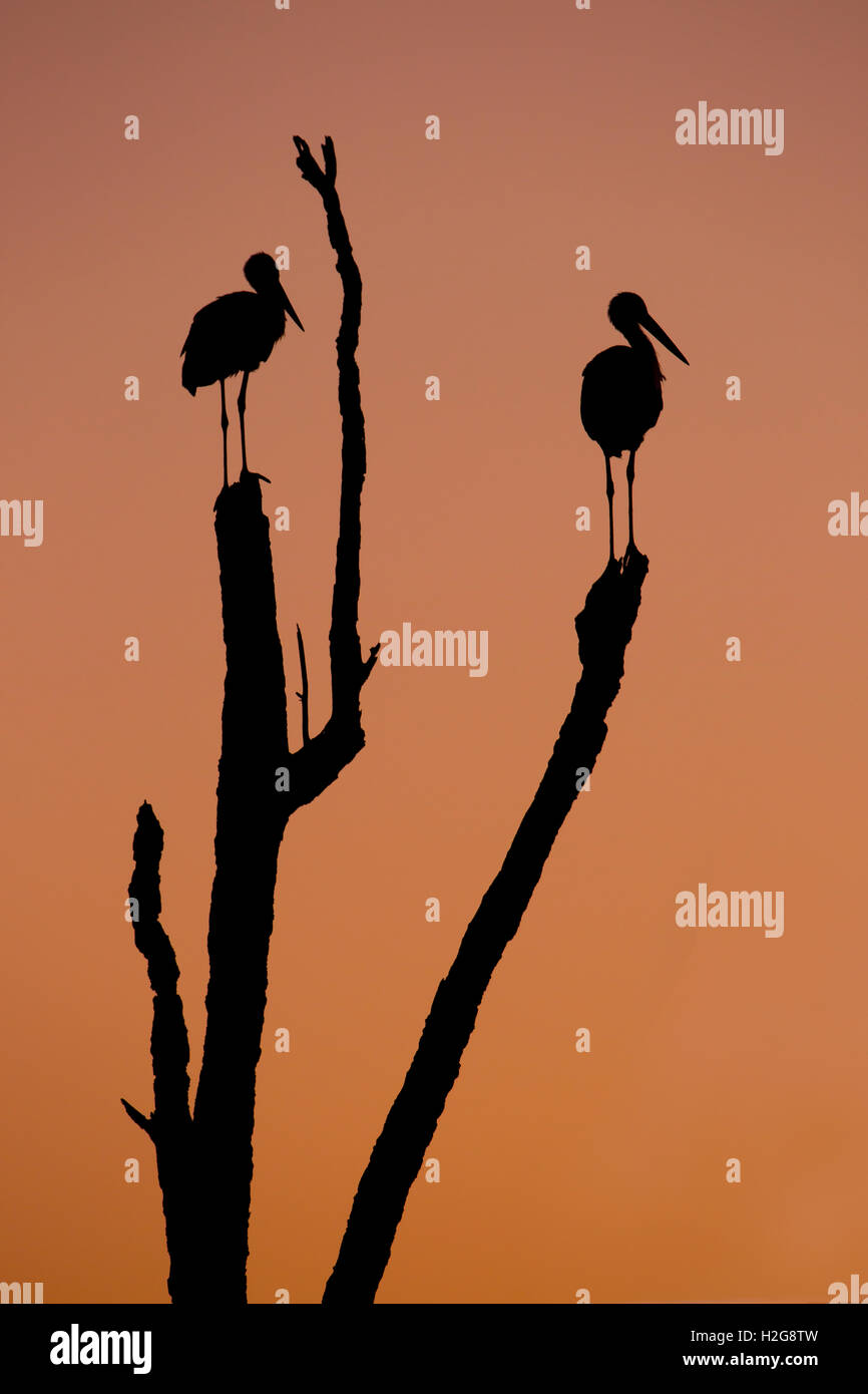 Silhouette von zwei Störche auf einem Baum bei Sonnenuntergang stehen. fotografiert in Israel im Juli Stockfoto