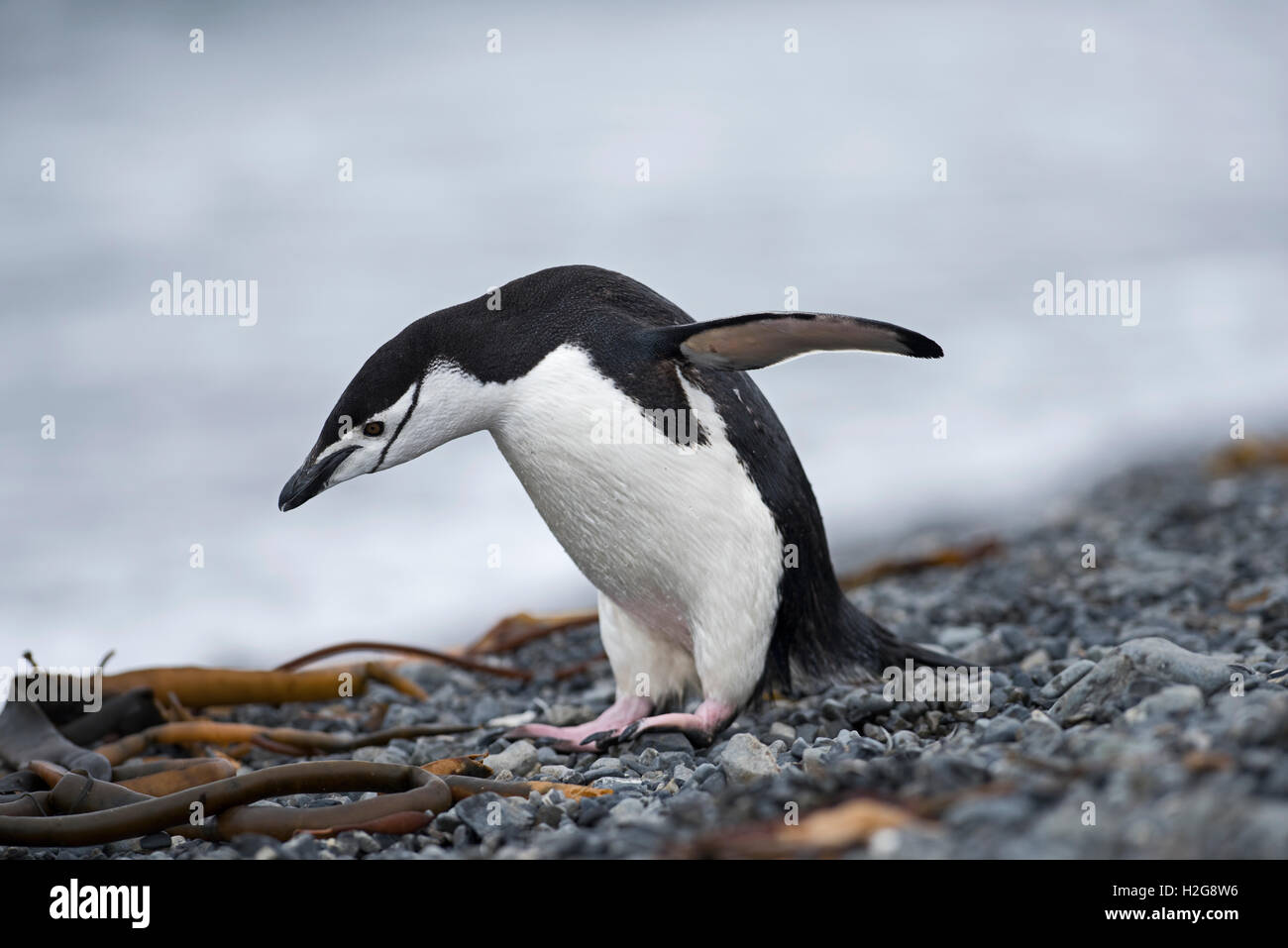 Kinnriemen Penguin, Pygoscelis Antarcticus Holmestrand, Süd-Georgien Stockfoto