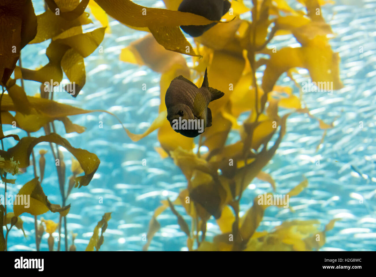 Monterey Bay Aquarium, Monterey, Kalifornien Stockfoto