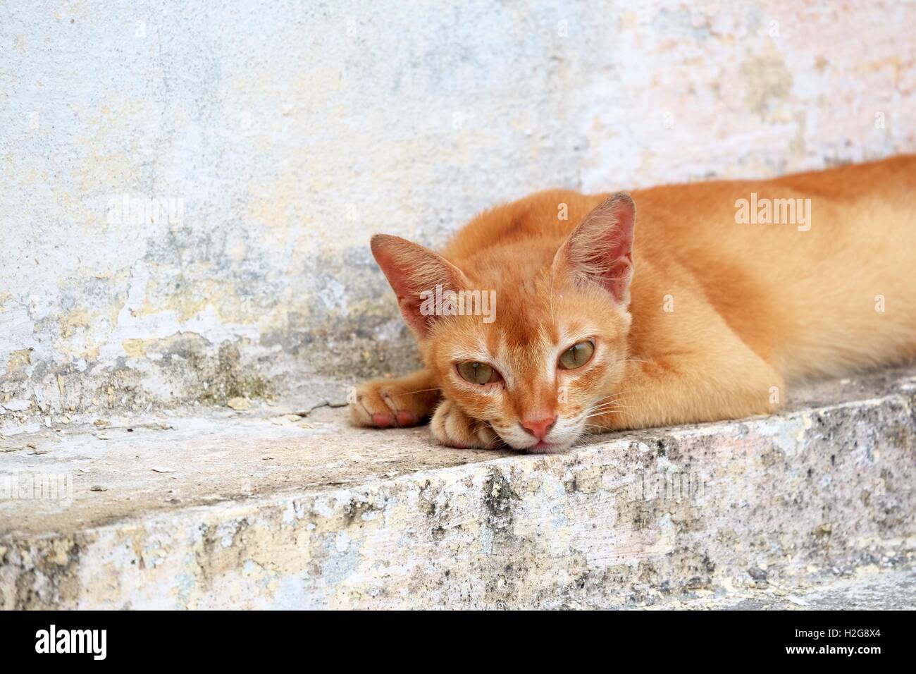 Katze in einem Tempel - Burma Stockfoto