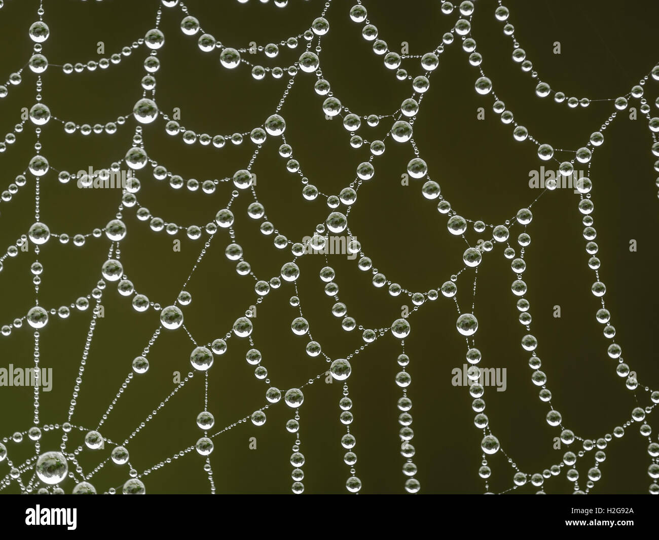 Spinnennetz mit Morgen-Tau-Tropfen Stockfoto
