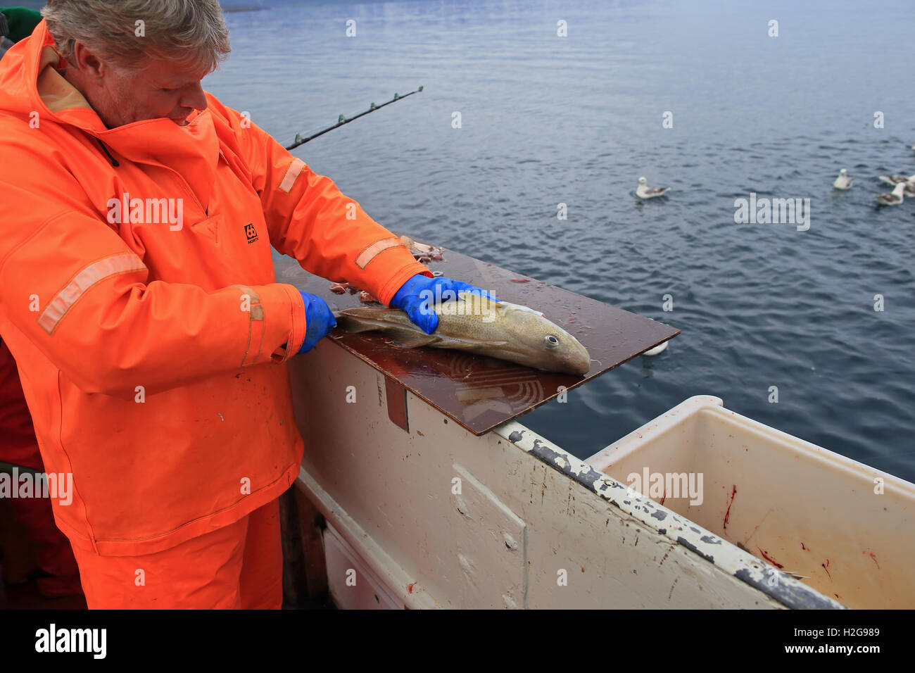Atlantischer Kabeljau (Gadus Morrhua) Fisch ausnehmen Stockfoto